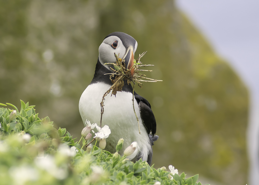 puffin