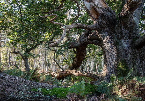Ancient Oak