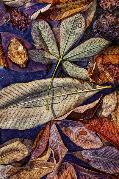 Autumn leaves