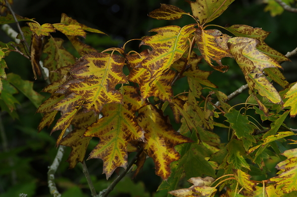 Autumnal Decay