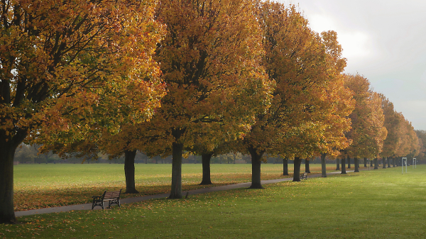 Avenue of Trees