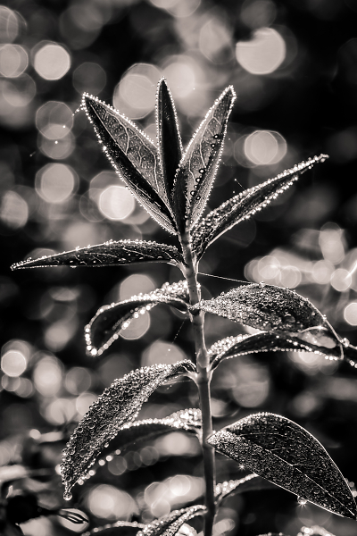 Bubbles and Bokeh