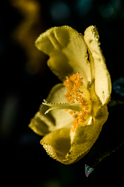 Dawn Dew II