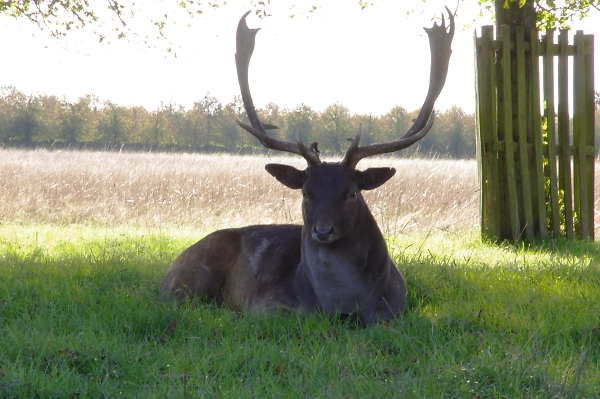 Dear deer