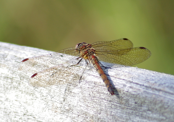 Dragonfly On a Bench