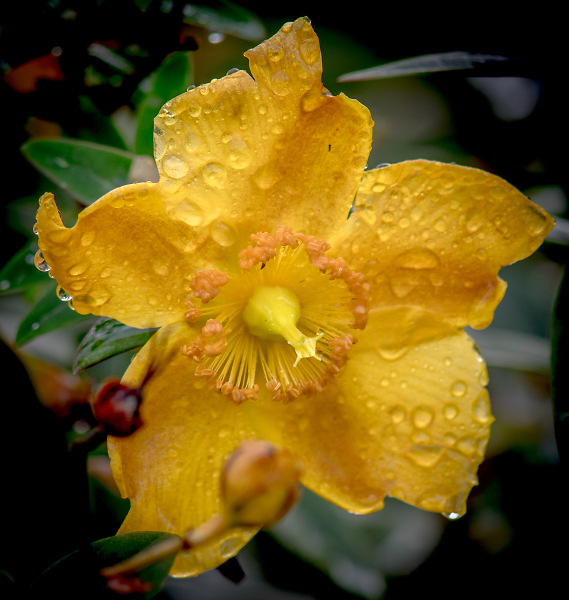 Glory in the Gloom