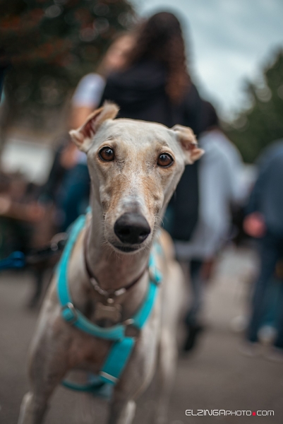 Greyhound