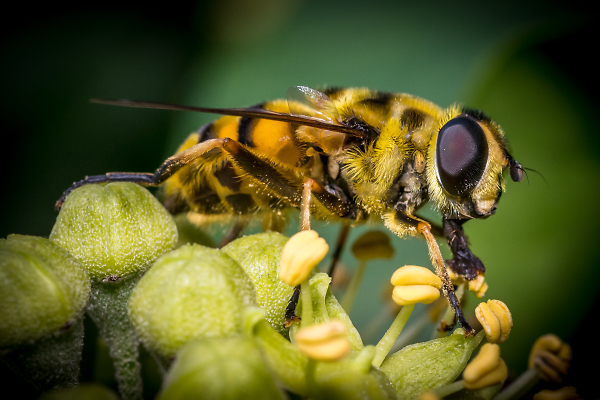 Hover Fly on Ivy