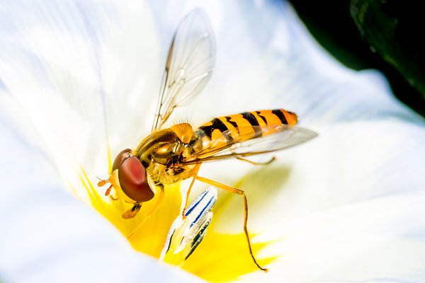 Hover Fly on Wildflower