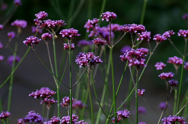 Long Stems