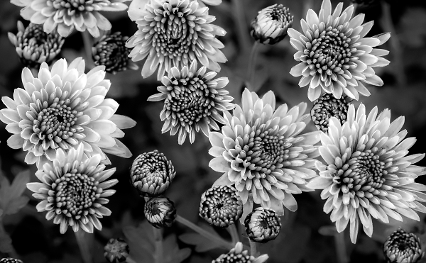 Mono Chrysanthemums