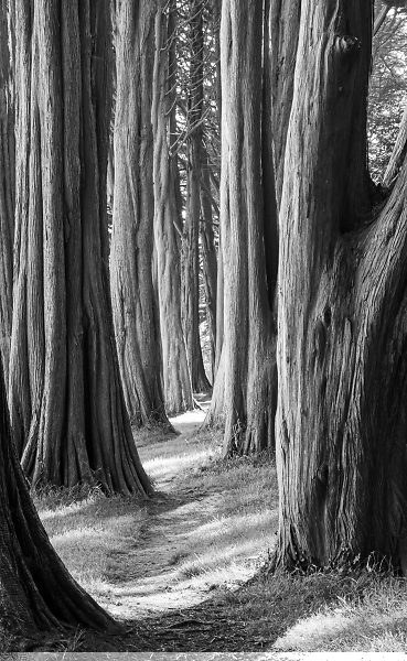 Monterey Cypress