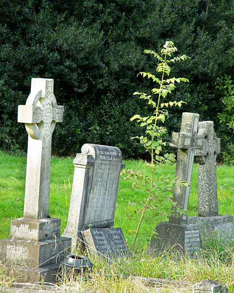 New life among the deceased