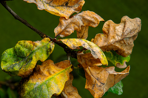 Oak leaves in autumn