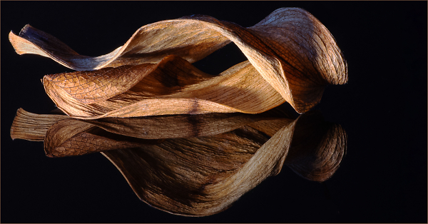 Old Leaf