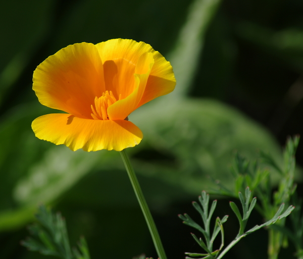Orange Bloom
