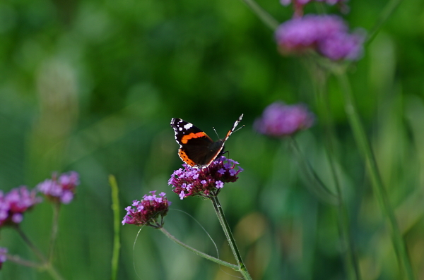 Red Admiral in September