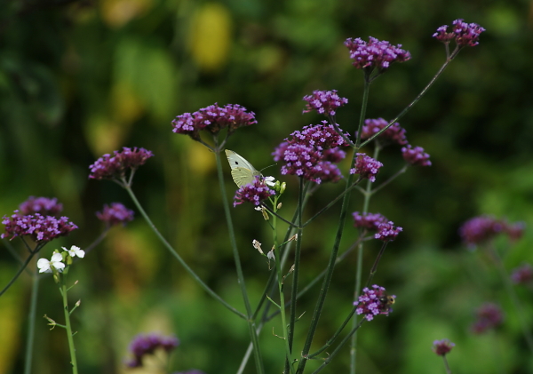Resting Place Between Flutters