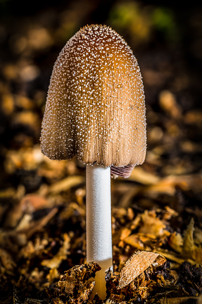 Shades of Autumn 2