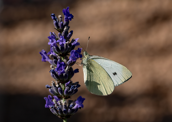 Small White Butterfly