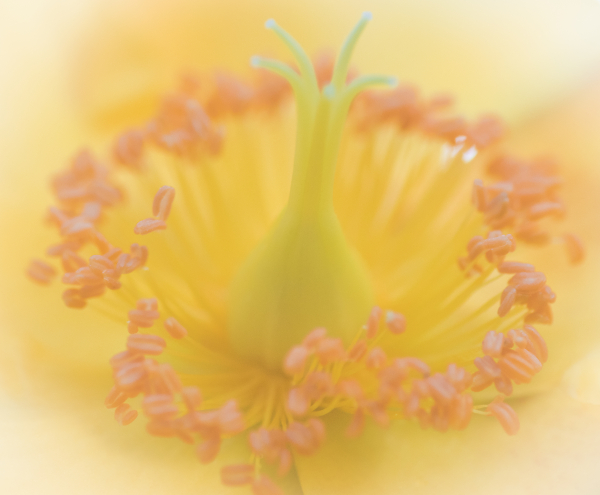 Soft Centre