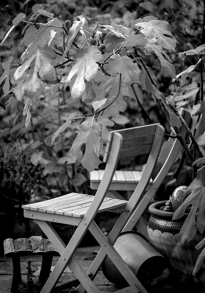 The fig tree, the chair and the bucket