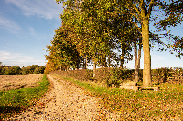 The Track