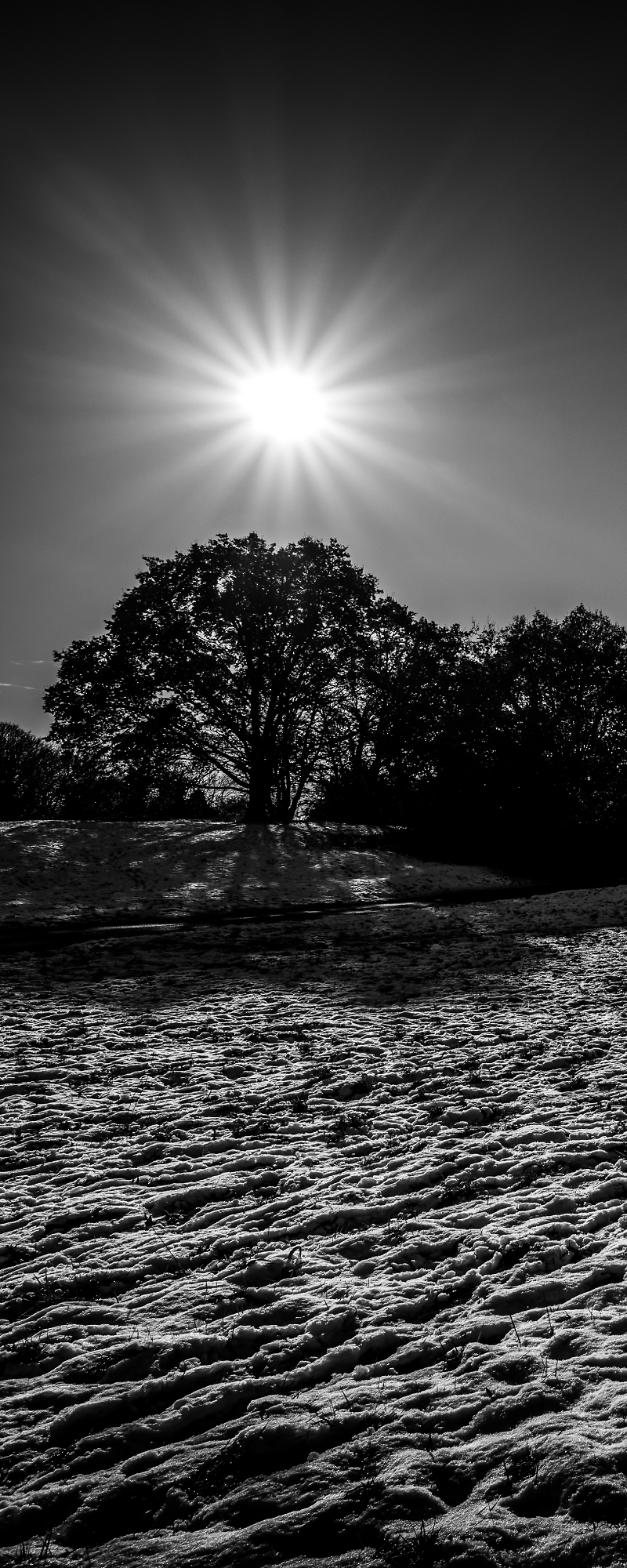 Sun, Tree, Snow