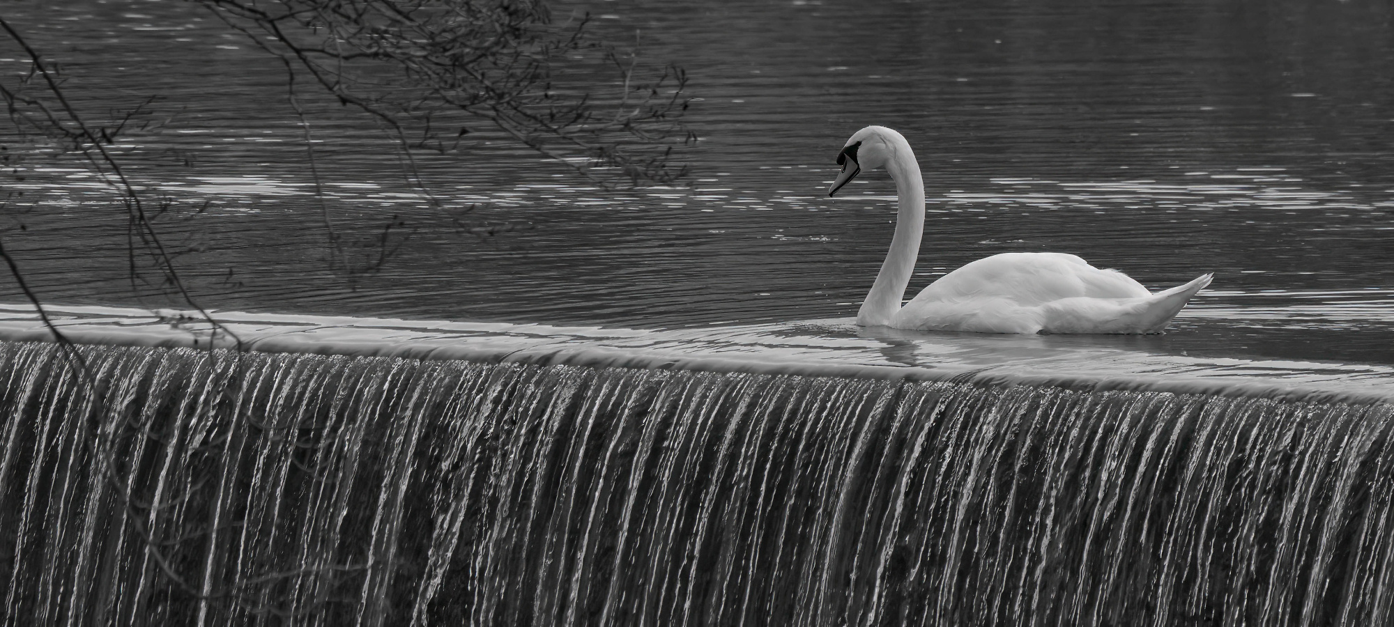 Swan