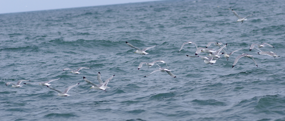 A Flock of Kittiwakes v2