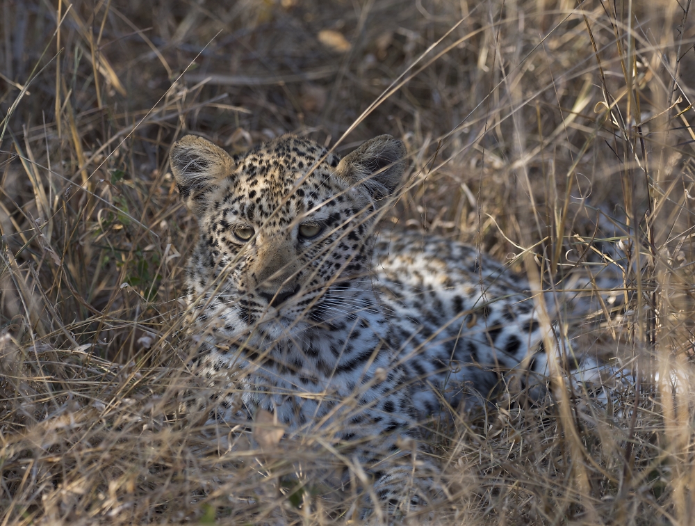 Leopard Cub in hiding