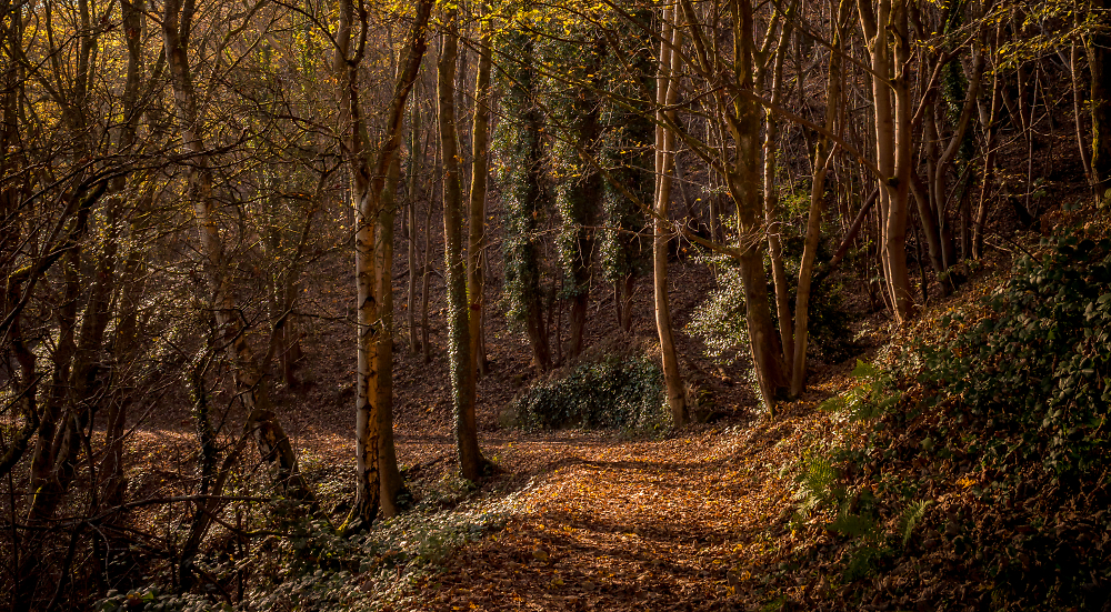 Winding Path (cropped)