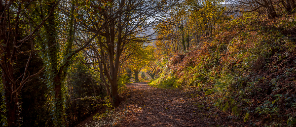 An Autumn Walk