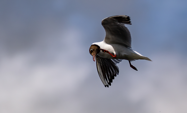 Black Headed Gull - mid flight scratch!