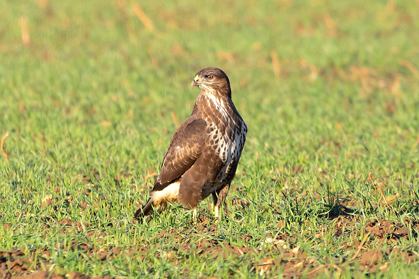 Buzzard