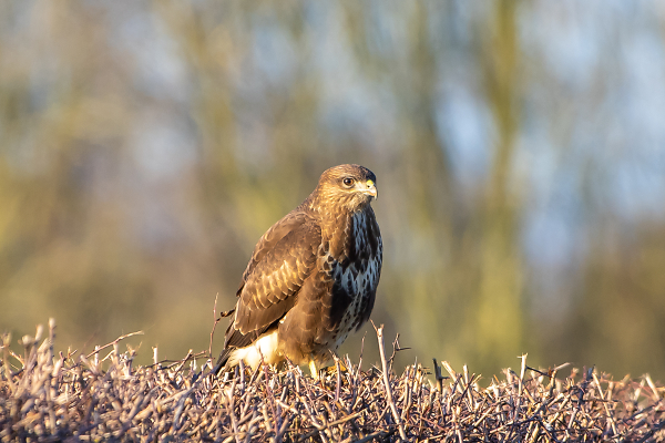 Buzzard