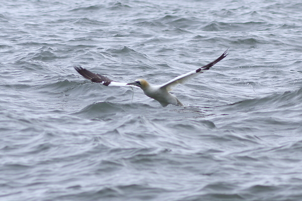 From Water to Air