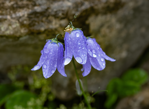 Harebells