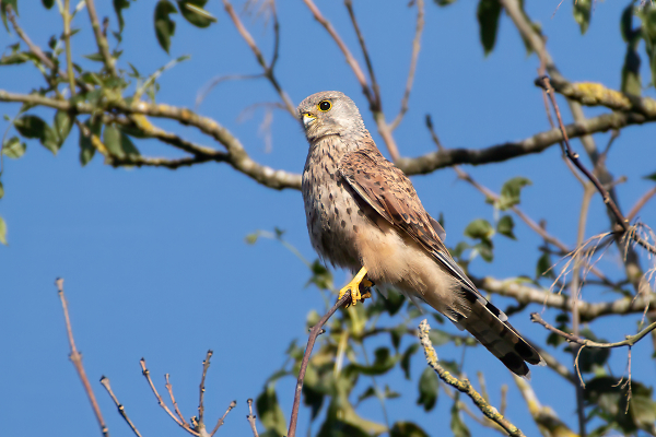 Kestrel