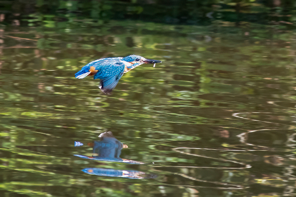 Kingfisher