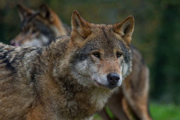 Leader of the Pack