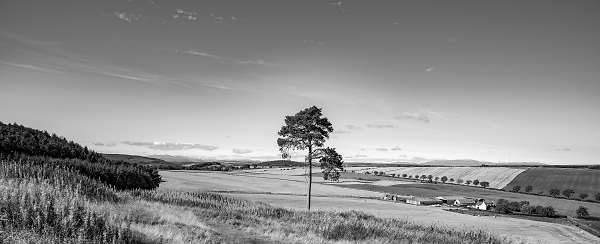 Lone Tree In Big Sky Country
