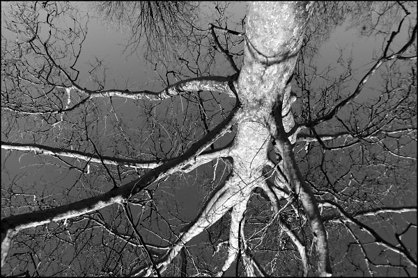Man: The Upside Down Tree