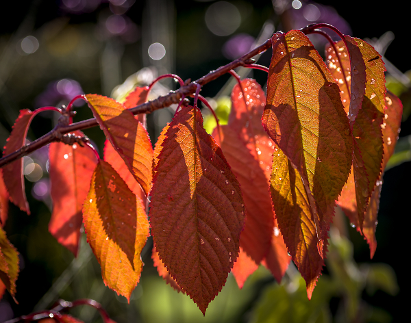 Ready to fall