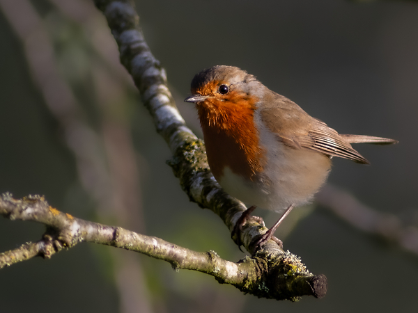 Robin
