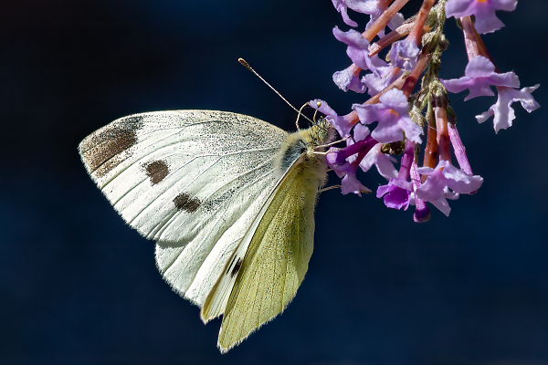 Small White on Verbena bonariensis