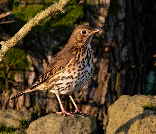 Song Thrush