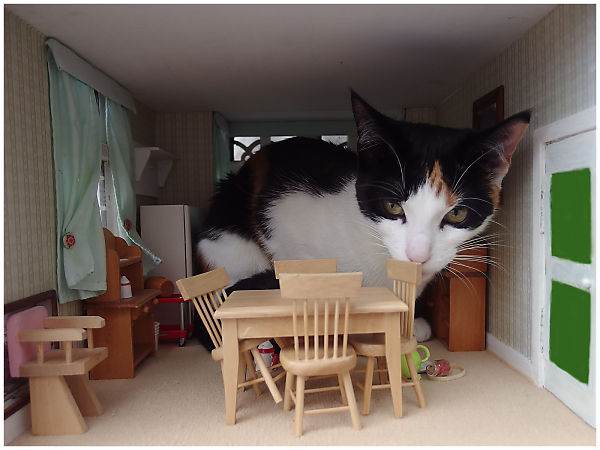 The Cat Who Came For Tea