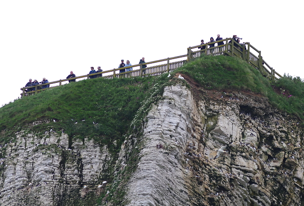 Viewing Platform at Bempton Cliffs