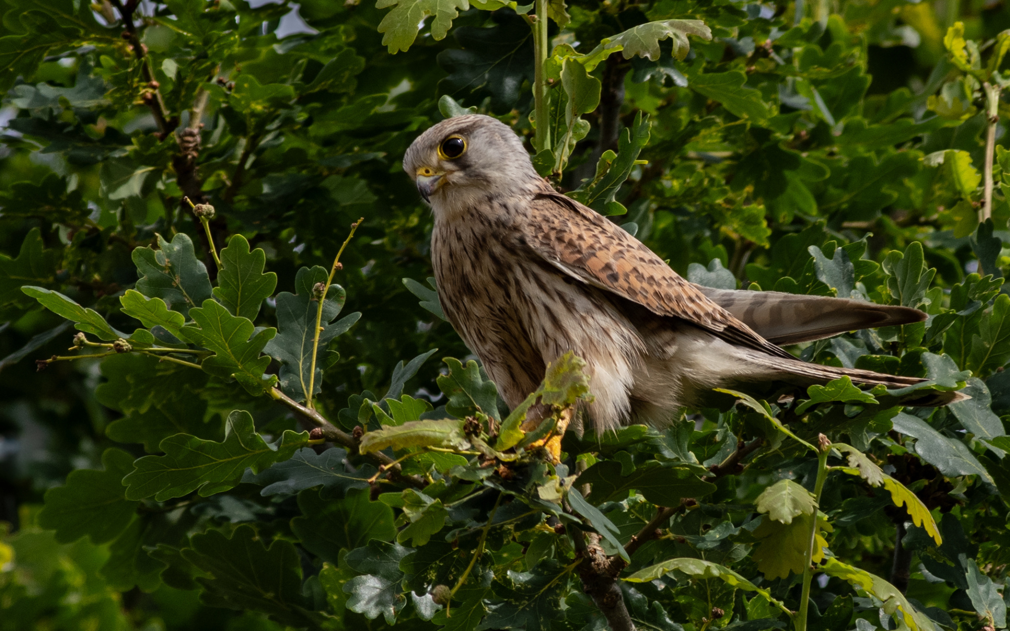 Young Kestrel